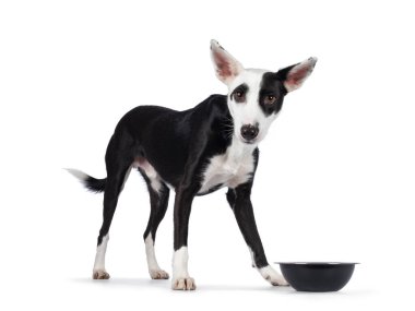Handsome black with white Podenco mix dog, standing side ways beside food bowl. Looking towards camera with cute head tilt. Isolated on a white background.