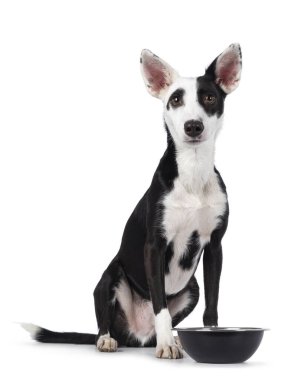 Handsome black with white Podenco mix dog, sitting up facing front beside food bowl. Looking towards camera. Isolated on a white background.