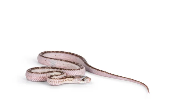 Bebê Branco Lado Texas Rato Cobra Elaphe Obsoleta Lindheimeri Rastejando — Fotografia de Stock