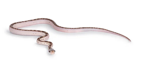 Bebê Branco Lado Texas Rato Cobra Elaphe Obsoleta Lindheimeri Rastejando — Fotografia de Stock