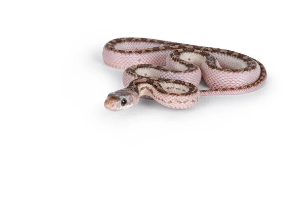 小白脸的德克萨斯鼠蛇或Elaphe Obsolete Eta Lindheimeri爬过白色坚实的背景 — 图库照片