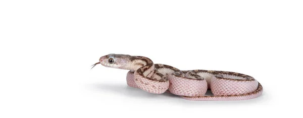 Bebê Branco Lado Texas Rato Serpente Elaphe Obsoleta Lindheimeri Rastejando — Fotografia de Stock