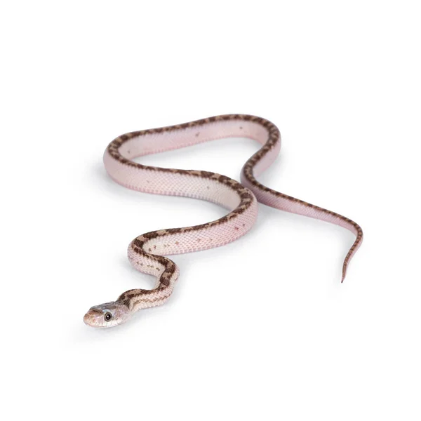 白い固体の背景に這う赤ん坊の白い側面のテキサスのラットヘビかElaphe Oldetta Linheimeri — ストック写真