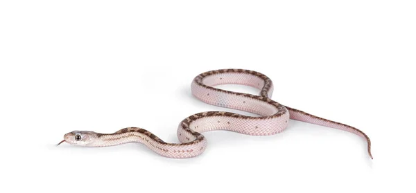 Bébé Blanc Face Texas Rat Serpent Elaphe Obsoleta Lindheimeri Rampant — Photo