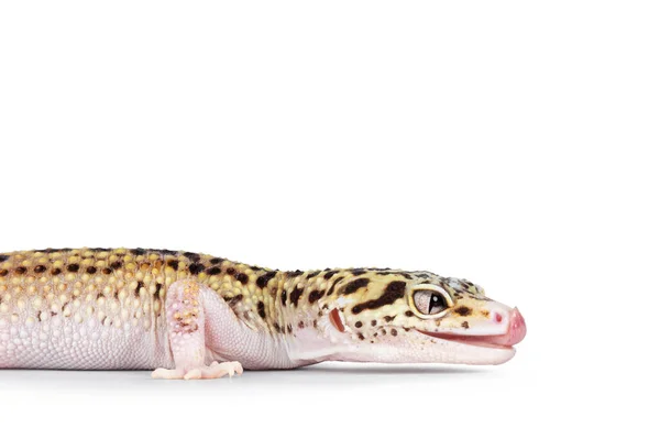 Testa Bella Mack Snow Eclipse Colorato Eublepharis Macularius Leopard Gecko — Foto Stock