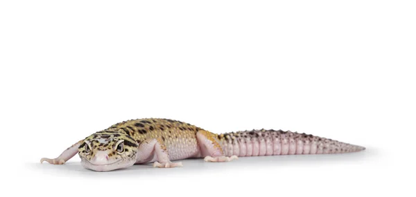 Hermoso Mack Snow Eclipse Color Eublepharis Macularius Leopard Gecko Pie —  Fotos de Stock