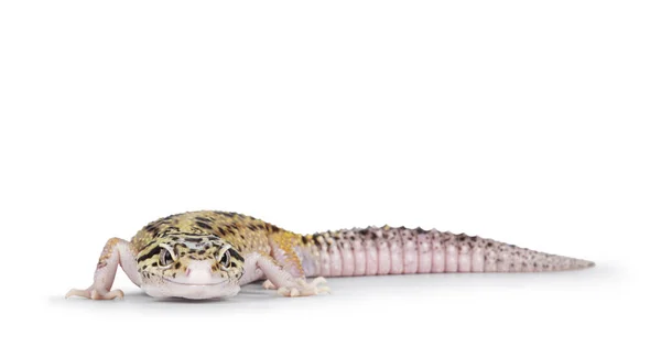 Hermoso Mack Snow Eclipse Color Eublepharis Macularius Leopard Gecko Pie — Foto de Stock