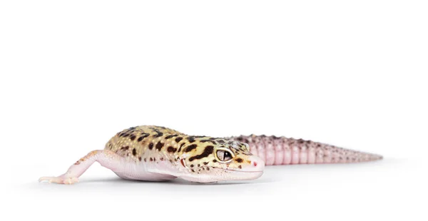 Όμορφη Mack Snow Eclipse Χρώμα Eublepharis Macularius Leopard Gecko Στέκεται — Φωτογραφία Αρχείου