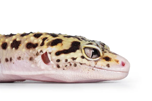 Testa Bella Mack Snow Eclipse Colorato Eublepharis Macularius Leopard Gecko — Foto Stock