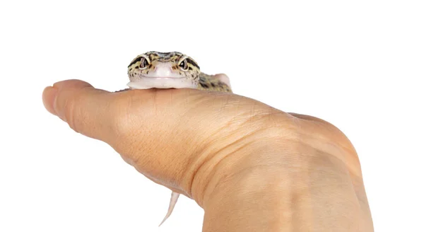 Beautiful Mack Snow Eclipse Colored Eublepharis Macularius Leopard Gecko Standing — Stock Photo, Image