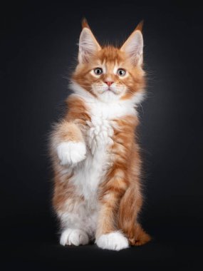 Beyaz Maine Rakun kedisi ile yakışıklı kırmızı, bir patisini yukarıda tutarak önde oturuyor. Kameraya doğru bakıyor, bakışları yeşil ve gözleri yeşil. Siyah bir arkaplanda izole edilmiş.