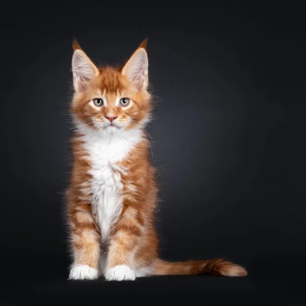 Όμορφος Κόκκινος Άσπρο Γατάκι Γάτας Μέιν Ρακούν Που Κάθεται Μπροστά — Φωτογραφία Αρχείου
