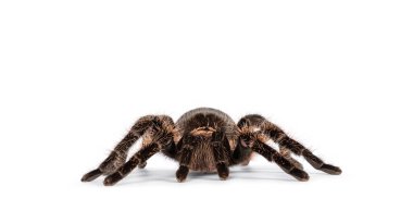 Kadın kıvırcık saçlı Tarantula, diğer adıyla Tliltocatl albopilosus, beyaz arka planda duruyor..