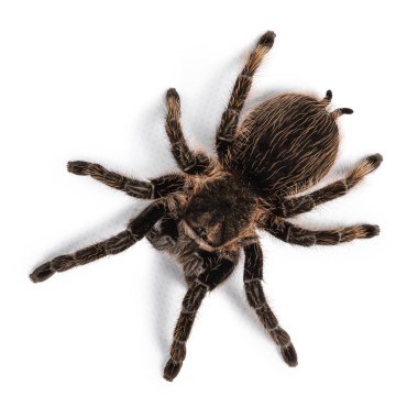 Yetişkin kadın kıvırcık saçlı Tarantula diğer adıyla Tliltocatl albopilosus 'un beyaz arka planda duruşu..