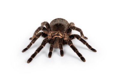 Kadın kıvırcık saçlı Tarantula, diğer adıyla Tliltocatl albopilosus, beyaz arka planda duruyor..