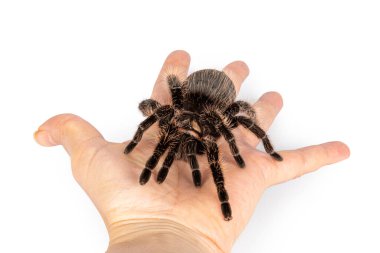 Yetişkin kadın kıvırcık saçlı Tarantula diğer adıyla Tliltocatl albopilosus 'un insan elinin üzerinde duruşu. Beyaz bir arkaplanda izole edilmiş.