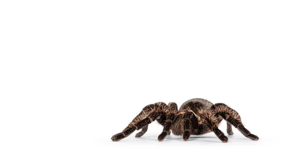 Sidovy Kvinnlig Vuxen Lockigt Hår Tarantula Aka Tliltocatl Albopilosus Står — Stockfoto