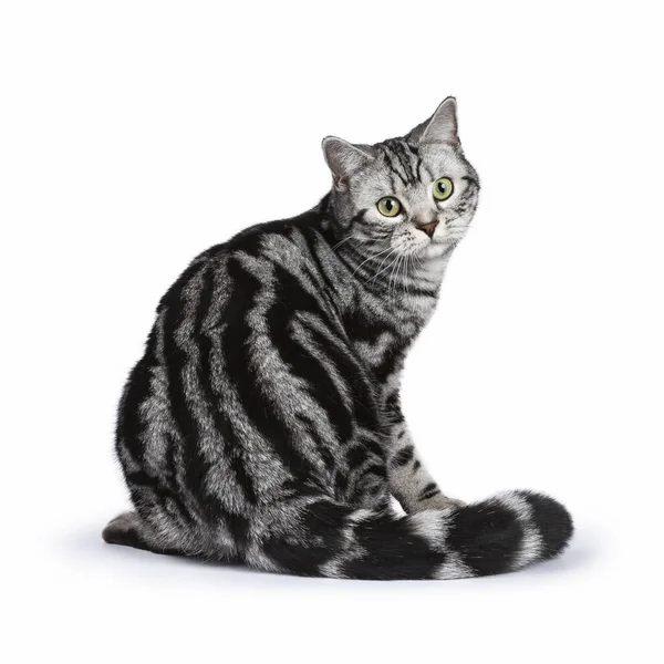 Чорний Таббі Британський Короткохвостий Кіт Сидить Білому Фоні Оберненому Положенні — стокове фото