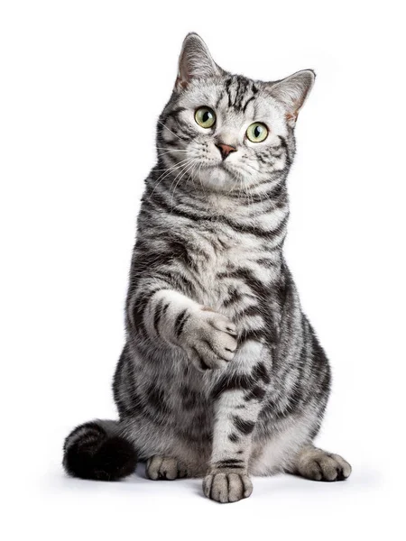 Black Tabby British Shorthair Cat Sitting White Background Tilted Paw — Stock Photo, Image