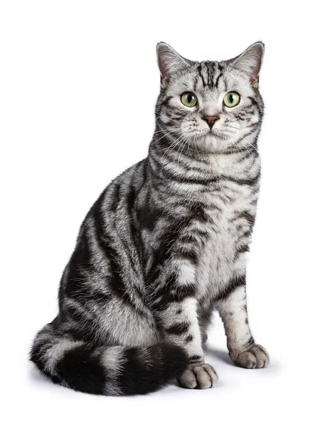 영국짧은 고양이 똑바로 — 스톡 사진