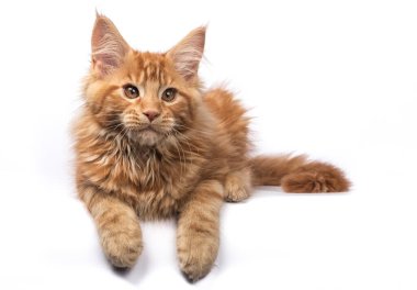 Saf kırmızı Maine Rakun kedi yavrusunun sevimli görüntüsü, kenarlarda yatıyor. Kameradan uzağa bakıyor. Beyaz bir arkaplanda izole edilmiş.