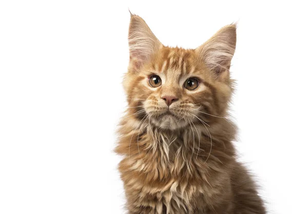 Adorable Coup Tête Chaton Maine Coon Rouge Massif Assis Regarde — Photo