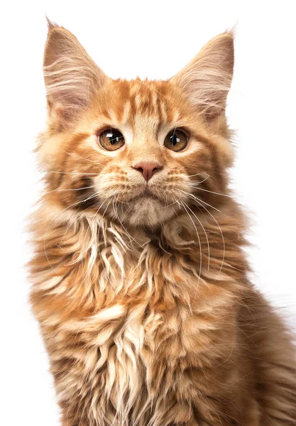 Adorable Coup Tête Chaton Maine Coon Rouge Massif Assis Regarde — Photo