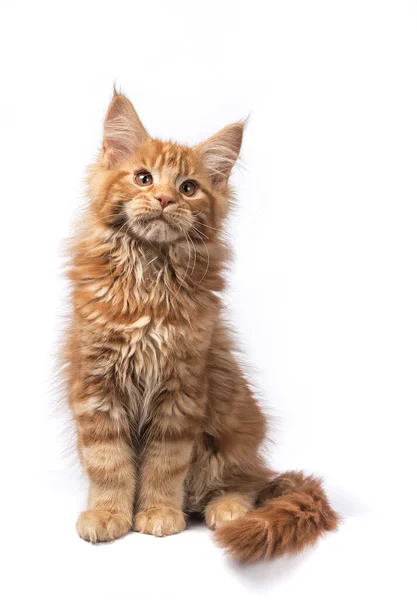 Adorable Photo Chaton Chat Maine Coon Rouge Massif Assis Regarde — Photo