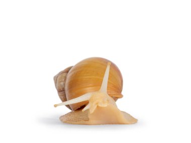 Genç Archachatina marginata ya da dev Batı Afrika salyangozu ilerliyor. Başını kameraya doğru kaldır. Gözler yukarı. beyaz arkaplanda izole edilmiş.