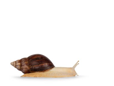 Genç Archachatina marginata ya da Dev Batı Afrika salyangozu yan yana hareket ediyor. Doğrudan kameradan uzağa bakıyor. Gözler yukarı. beyaz arkaplanda izole edilmiş.
