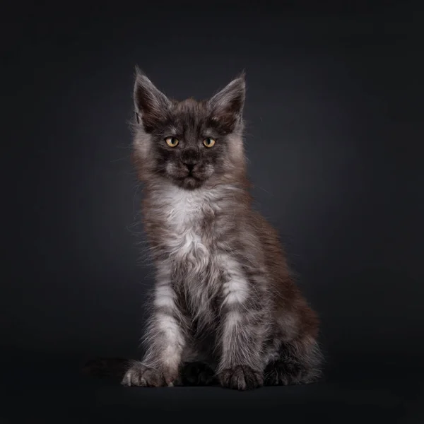 Impressionante Fumo Nero Maine Coon Gatto Gattino Seduto Fronte Guardando — Foto Stock