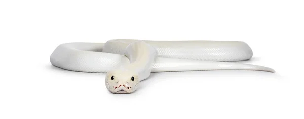 Ivory Ung Vuxen Python Bivittatus Eller Burmesiska — Stockfoto