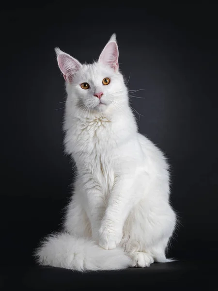 Majestuoso Adulto Joven Blanco Sólido Maine Coon Gato Sentado Frente —  Fotos de Stock