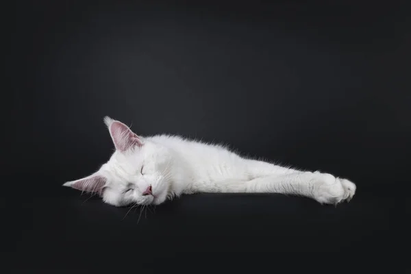 Majestuoso Adulto Joven Blanco Sólido Maine Coon Gato Acostado Frente —  Fotos de Stock