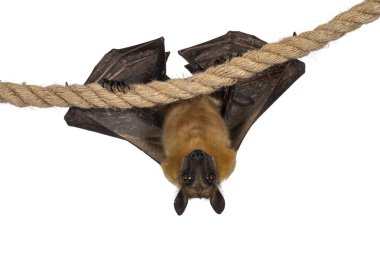 Genç yetişkin uçan tilki, meyve yarasası diğer adıyla Megabat, kanatları katlı sisal halatta asılı. Doğrudan kameraya bakıyorum. Beyaz arkaplanda izole.
