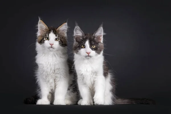 Due Gattini Del Maine Coon Seduti Uno Accanto All Altro — Foto Stock