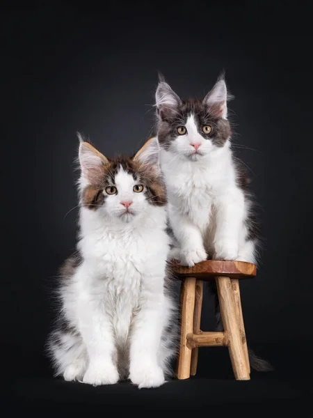 Два Кошенята Maine Coon Які Сидять Поруч Маленькому Дерев Яному — стокове фото
