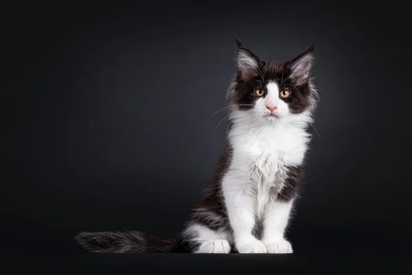 Zwart Met Wit Maine Coon Katje Met Zeer Ondeugende Uitdrukking — Stockfoto