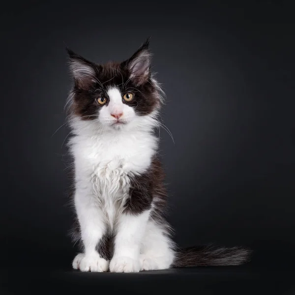 Negro Con Blanco Maine Coon Gato Gatito Con Muy Travieso — Foto de Stock