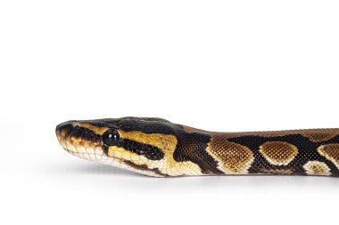 Beyaz arka planda izole edilmiş bebek Ballpython veya Python Regius yılanı. İnanılmaz, neredeyse altın rengi ve güzel deseni var..