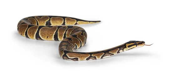 Младенец Ballpython Змея Python Regius Изолированная Белом Фоне Удивительные Почти — стоковое фото