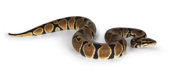Baba Ballpython Vagy Python Regius Kígyó Elszigetelt Fehér Alapon Csodálatos — Stock Fotó