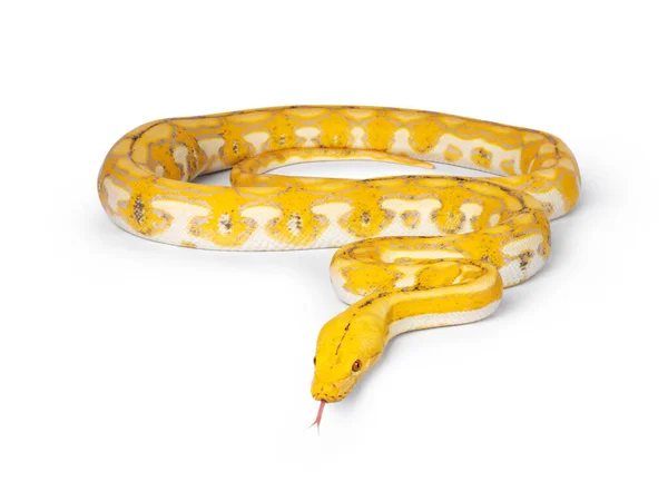 Femelle Juvénile Python Réticulé Aka Malayopython Reticulatus Serpent Pleine Longueur — Photo