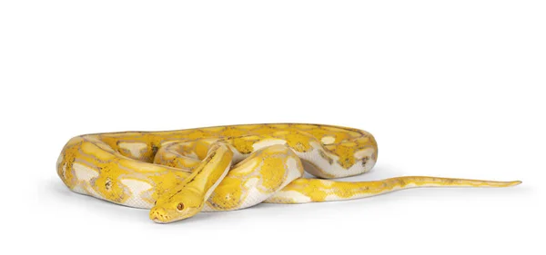 Fiatal Reticulated Python Más Néven Malayopython Reticulatus Snake Teljes Hossz — Stock Fotó