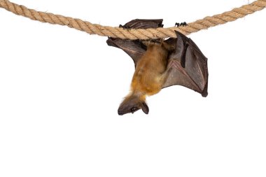 Uçan genç tilki, meyve yarasası diğer adıyla sinropteranın Megabatı sisal ipte asılı duruyor. Aşağıya bakıyorum. Beyaz arkaplanda izole.