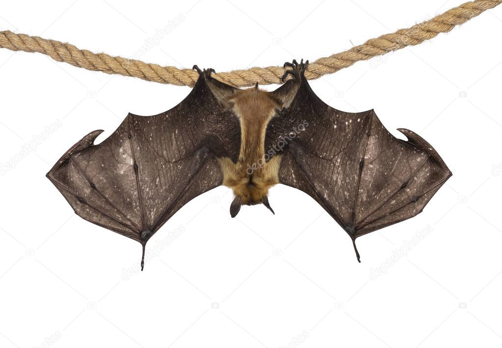 Young adult flying fox, fruit bat aka Megabat of chiroptera, hanging backwards on sisal rope with both spread showing structure of the bones. Isolated on white background.