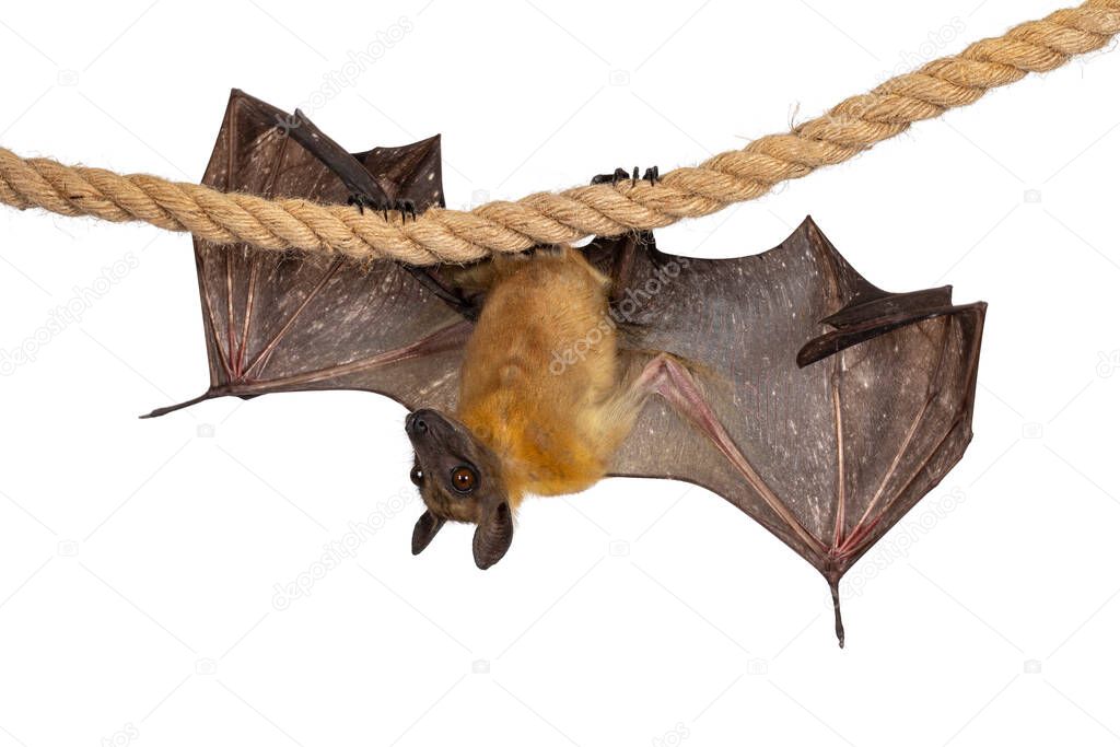 Young adult flying fox, fruit bat aka Megabat of chiroptera, hanging side ways on sisal rope with both spread showing structure of the bones. Looking to the side away from camera. Isolated on white background.