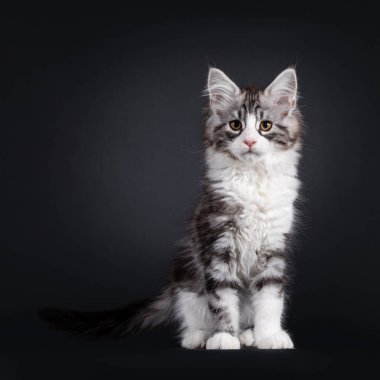 Yakışıklı, siyah, gümüş renkli Maine Rakunu, yüzü önde oturuyor. Kameranın yanında çok ciddi görünüyor. Siyah bir arkaplanda izole edilmiş.