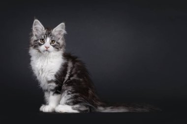 Yakışıklı, gümüş renkli Maine Rakunu yan yana oturuyor. Kameraya çok ciddi görünüyor. Siyah bir arkaplanda izole edilmiş.