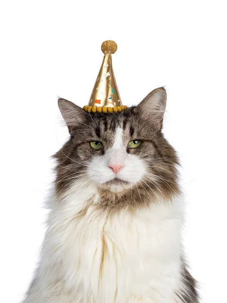 Head Shot Senior Norwegian Forestcat Cat Wearing Golden Party Hat — Stock Photo, Image